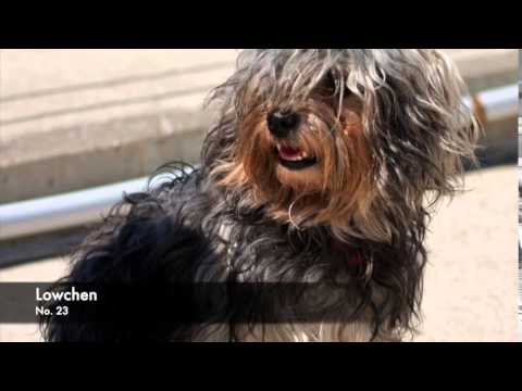 38 Breeds of Non Shedding Dogs - YouTube