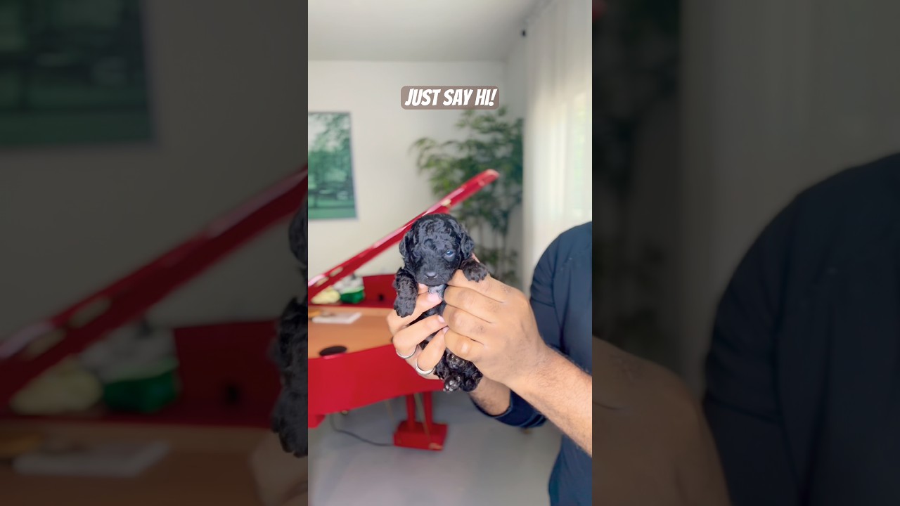 Just say hi 👋🏽 #cutepuppy #blackpoodle #toypoodle #shorts