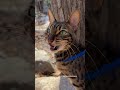 Angry cat chirps  outdoorsavannah