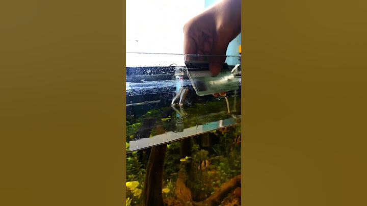 how to maintain✅planted aquarium || how to remove aquarium water stain!!#aquariumlife #plantedtank