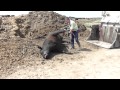 Feedlot - Dead Cow Being Picked Up for Render Plant