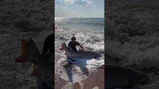 We used this stingray as bait to catch a sand tiger shark off the beach! #sharkfishing #sharks