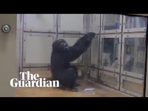 Chimpanzee appears to clap, sing and dance to piano sounds - Chimpanzee appears to clap, sing and dance to piano sounds