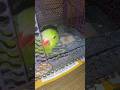 coco is trying to go outside #coco#cocoparrot #parrot #shorts #shortsvideo #shortsfeed #Knowingcraze