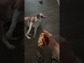 Good boy