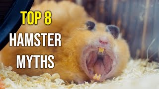 8 самых больших слухов о хомяках | 8 Biggest Hamster Myths