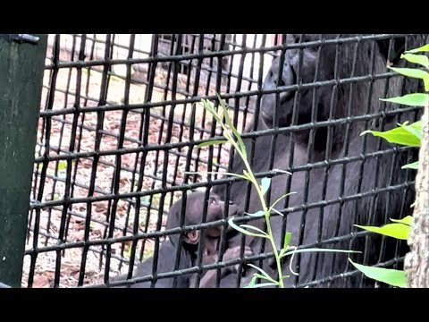 Video: Klivlend zooparkında?