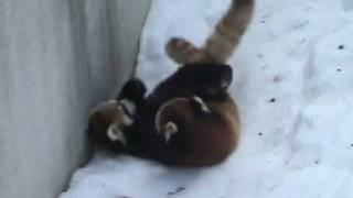 レッサーパンダのじゃれあい