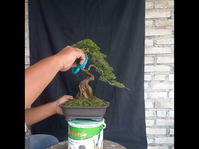 Bonsai cucur atap Bangka Belitung (Bangka) class=