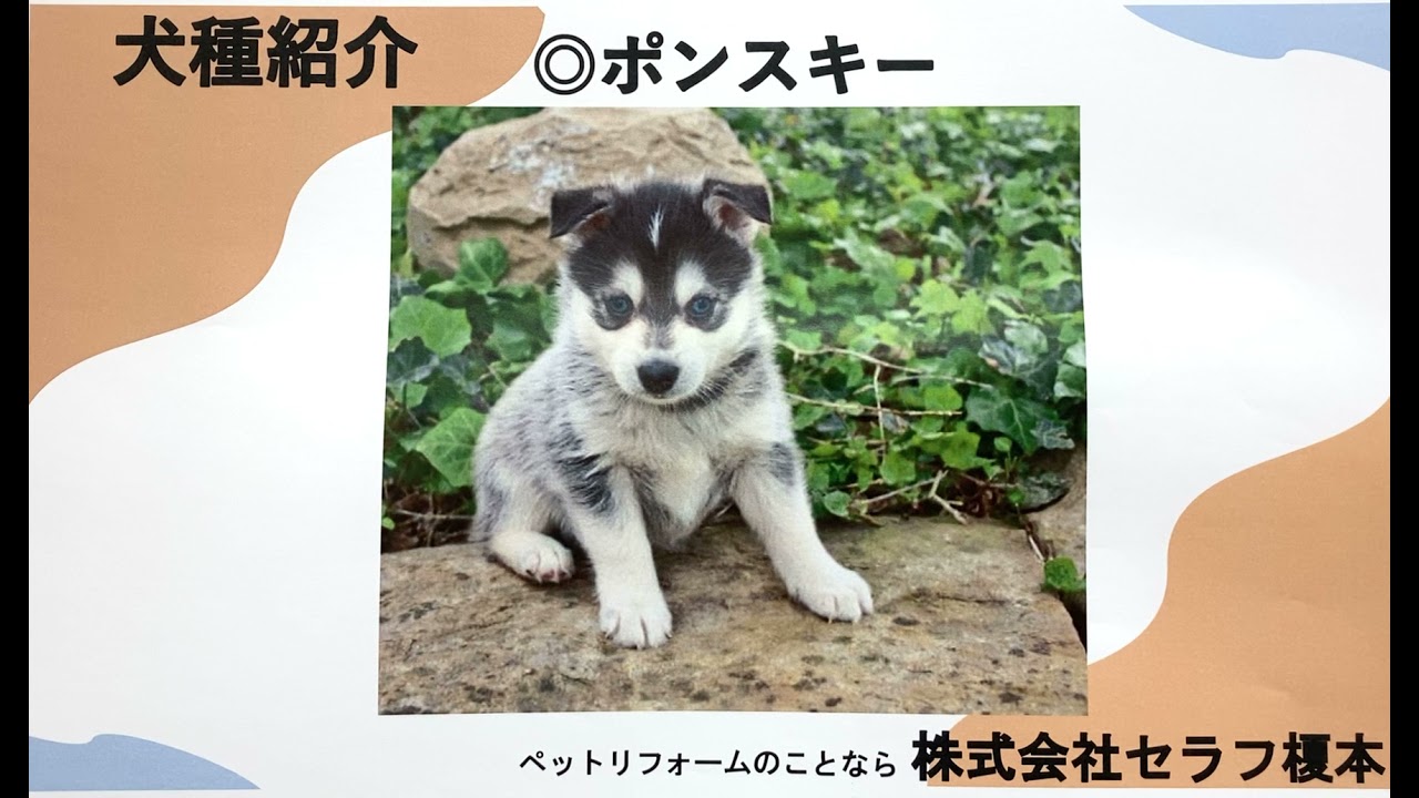 犬種紹介 ポンスキー ペットリフォーム 愛犬家住宅 ペットリフォームならセラフ榎本 埼玉県 川口市 Youtube 犬種紹介 ポンスキー ペットリフォーム 愛犬家住宅 ペットリフォームならセラフ榎本 埼玉県 川口市 Youtube