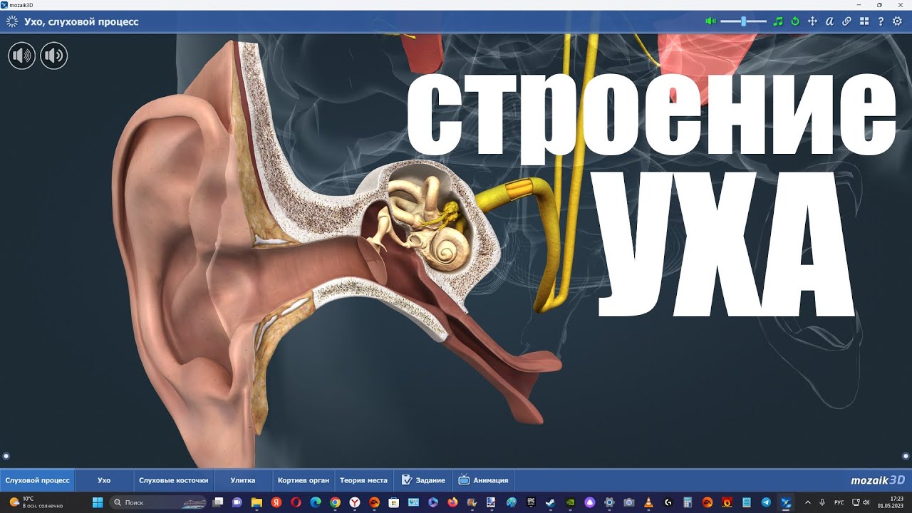 Как устроено человеческое ухо ?