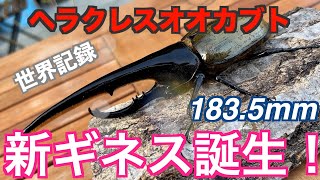 【アートオブヘラクレス】16　ヘラクレスオオカブト　新ギネス誕生　183.5mm