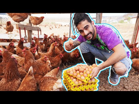Video: Trabajo con animales: mi vida como granjero de huevos