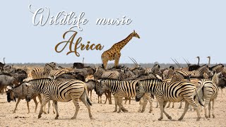 WILDLIFE Music. AFRICA. Zebra. Elephant. Giraffe. Lion