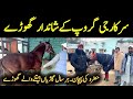 Sarkar ge group ky ghory  hazro horse racing latest 2024  review about horses