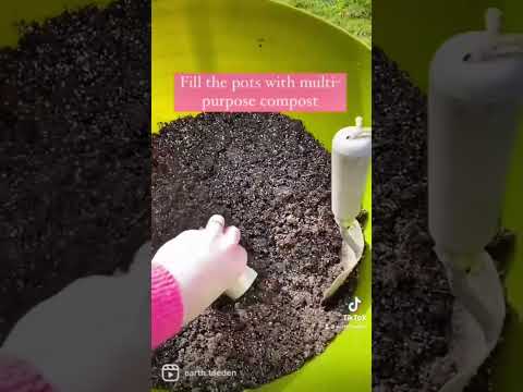 How To Sow Sweetpeas