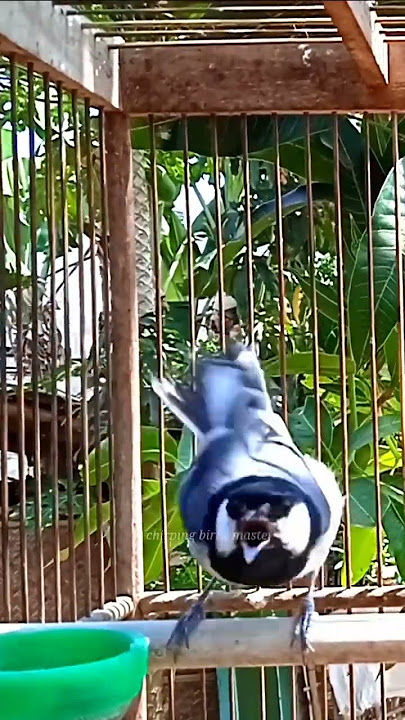 PIKAT FIGHTER | Gelatik Batu Gacor | Glatik Wucit2. Great tit. Singing birds. Parus Major #shorts