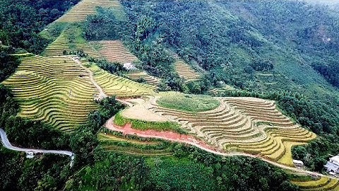 Mùa vàng Tân Lập 2021