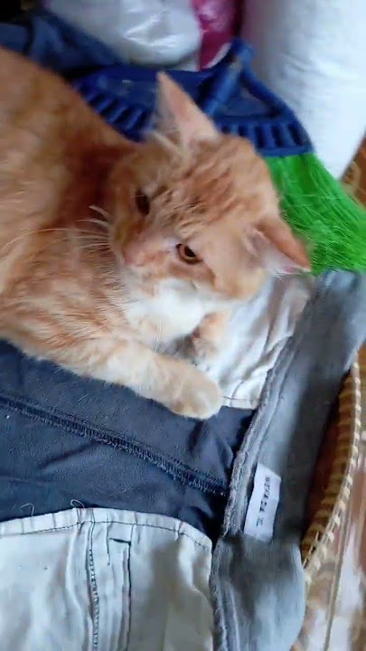 mbullll complain to mama, naughty brother maaa #cutecat #cuteandcuteanggoralcat