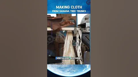 THIS IS A CREATIVE IDEA FOR MAKING CLOTH FROM BANANA TREE TRUNKS 🍌🧵