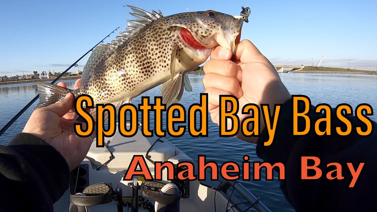 Spotted Bay Bass KAYAK Fishing the Anaheim Bay [Orange County] YouTube