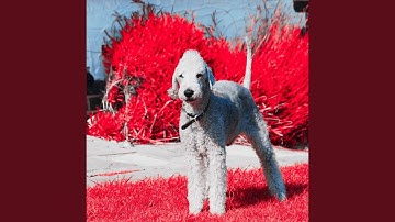 Dashing Ambience for Classic Hounds