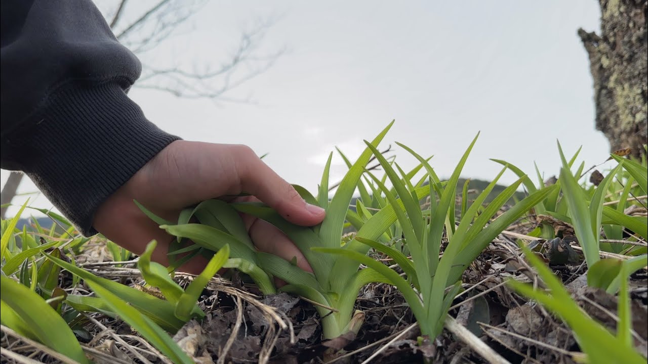 Picking wild vegetables: Enjoying new daylily shoots seasoned with