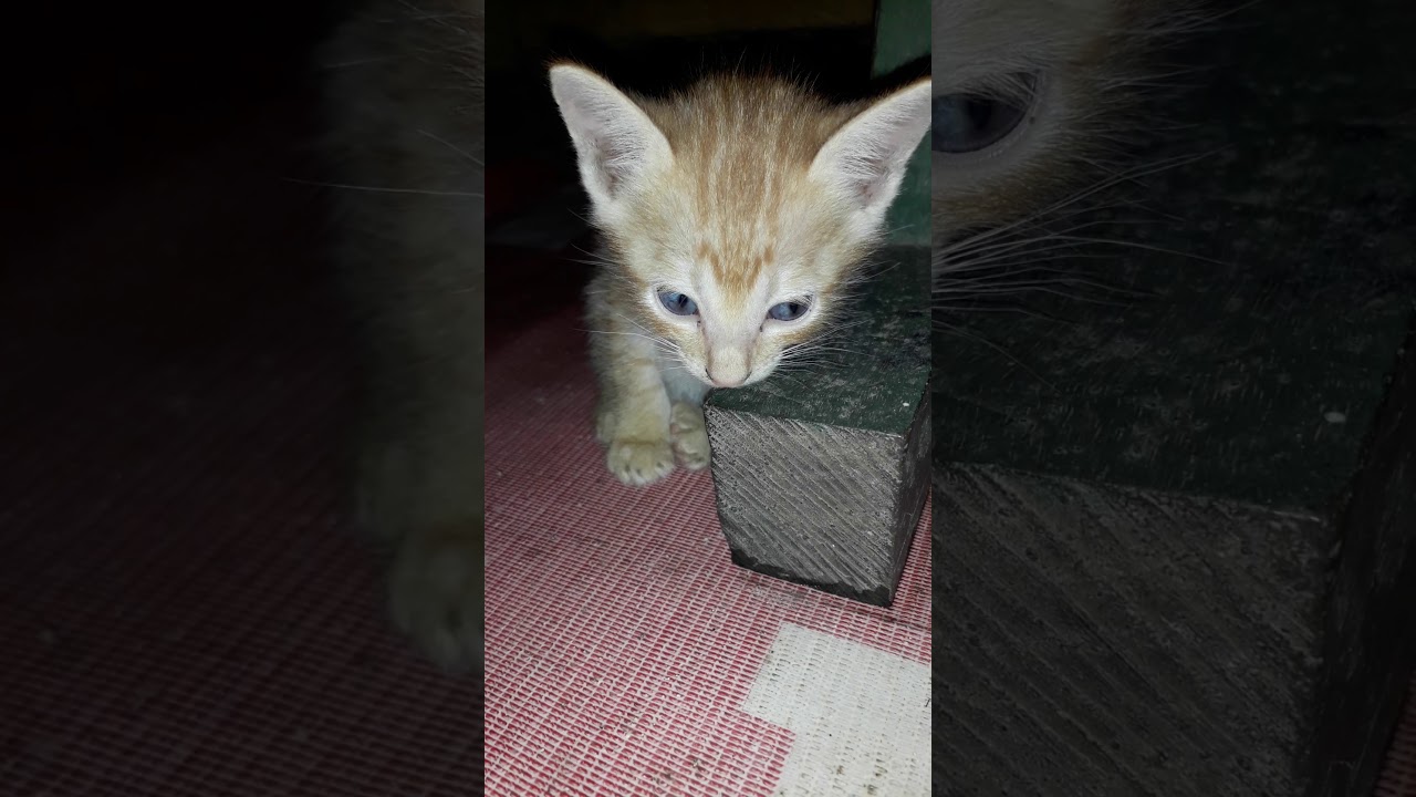 Tidur dulu ya capek soalnya - YouTube