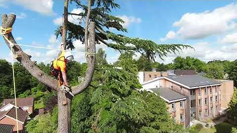 Tree Surgeon Promo Video | Maple Arbor Tree Care