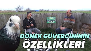 Dönek Güvercininin Özellikleri by ÇİFTÇİ TV 489 views 10 days ago 38 minutes