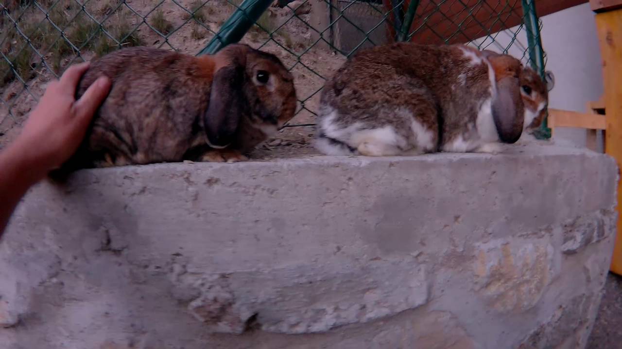 Ovnoliki patuljasti Kunic  2 kg. Cistokrvni!