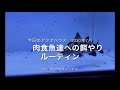 肉食魚達に鯉やエビをあげる餌やりルーティン。ガツガツ食べます‼️