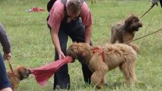 Cookie Monster Dilorini - Briard's camp by Joanna Dadej 206 views 11 years ago 4 minutes, 29 seconds