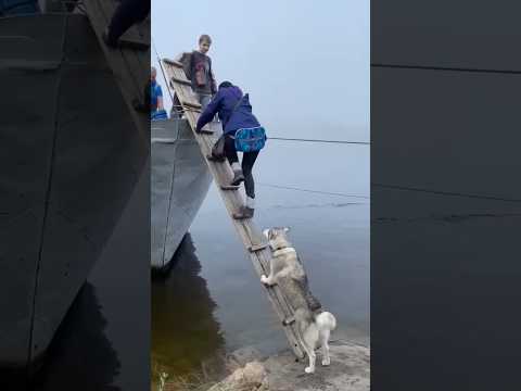 200 IQ Husky Climbs Ladder To Board Boat #dog