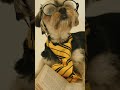 Professor dogs