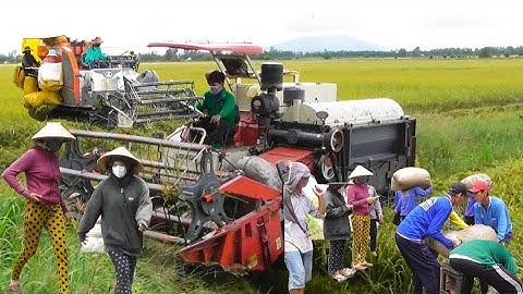 máy cắt 120 trung quốc độ cắt lúa ô em 18 quá đỉnh giá lúa 7800₫K tập67 maibangtv