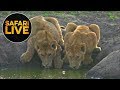 safariLIVE  - Sunrise Safari - August 23, 2018