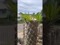 Bom Dia ótimo Feriado A Todos Cactus Cactos Cactosesuculentas Bom Dia ótimo Feriado A Todos Cactus Cactos Cactosesuculentas
