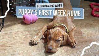 Puppy's First Week Guide