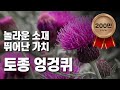 [황금나침반] 한국의 산야초! 🌱 토종 엉겅퀴 세계화 / YTN 사이언스