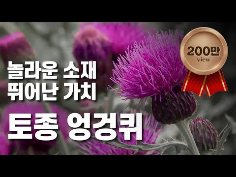 [황금나침반] 한국의 산야초! 🌱 토종 엉겅퀴 세계화 / YTN 사이언스