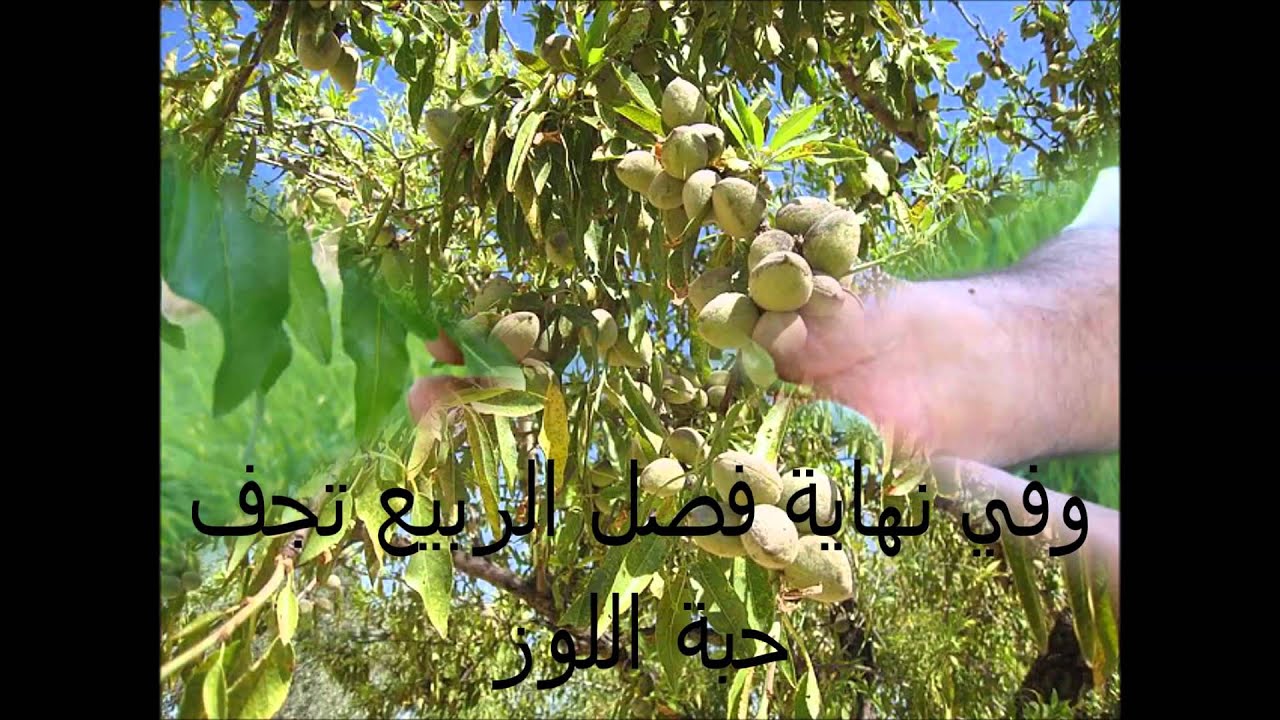 شجرة اللوز Youtube