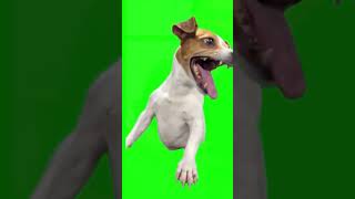 Dog Laughing Green Screen