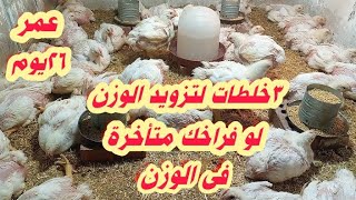 3 طرق تزود بيها وزن الفراخ بتاعتك لو متاخرين فى الوزن لعمر 26يوم  مع م/شريف خلاف