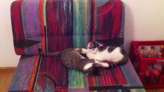 Kitties reluctantly playing ASMR by Cat Therapy 144 views 7 years ago 26 seconds