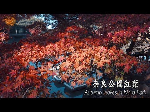 2025年11月27日撮影】色づき状況が「今見頃」の奈良公園紅葉🍁 | 浮見