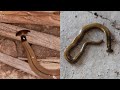 Hammerhead Flatworms Are Gross and Bad