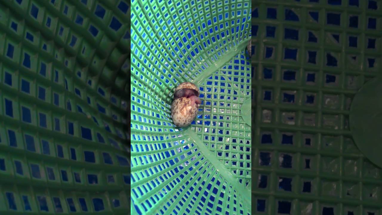Proses penetasan telur murai batu - YouTube