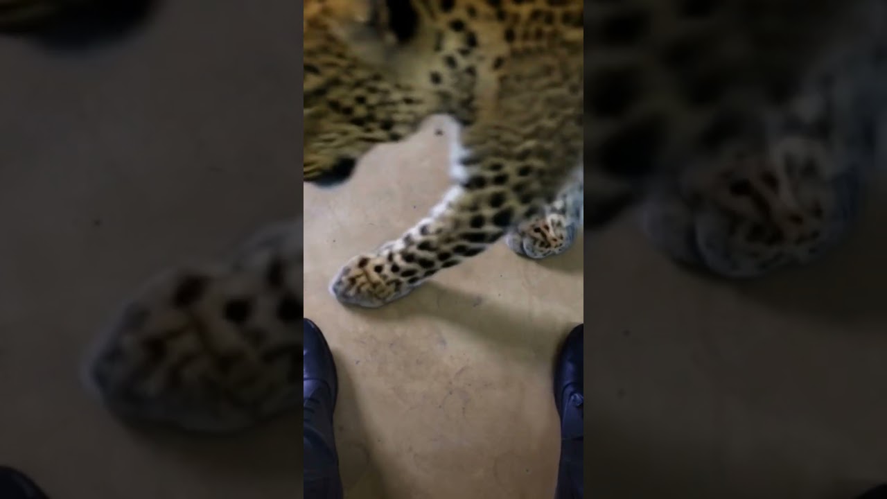 How to Create Cartoon Videos Using AI - Step by Step