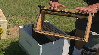 Grapevine Swarm 🍇 🍃 🐝